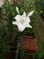 [5344 All Choice 16 ST No02.JPG]